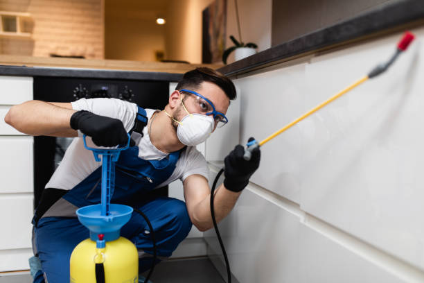 Best Rat Extermination Near Me  in Webb City, MO