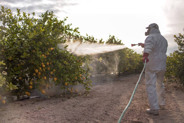 Wasp Removal Services in Webb City, MO