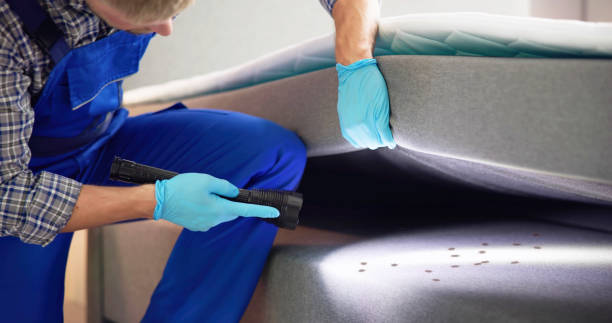 Best Wasp Removal Services  in Webb City, MO