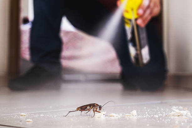 Best Emergency Pest Control  in Webb City, MO