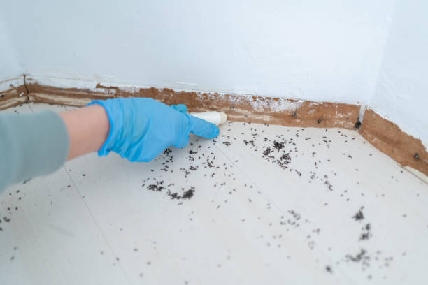 Flea Control Services in Webb City, MO